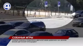В Берёзовском пёс снёс дверь вольера и повалил на землю двухлетнюю девочку В Берёзовском пёс снёс дверь вольера и повалил на землю двухлетнюю девочку