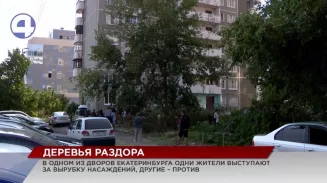 Яблони и клёны перессорили жителей одного двора в Екатеринбурге Яблони и клёны перессорили жителей одного двора в Екатеринбурге