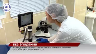 Вспышек опасных заболеваний животных в этом году в Свердловской области не зафиксировано Вспышек опасных заболеваний животных в этом году в Свердловской области не зафиксировано