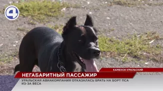 Жительницу Каменска-Уральского не пустили в самолет из-за слишком упитанного питомца Жительницу Каменска-Уральского не пустили в самолет из-за слишком упитанного питомца