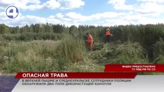 Правоохранители нашли одурманивающие плантации в окрестностях Екатеринбурга Правоохранители нашли одурманивающие плантации в окрестностях Екатеринбурга