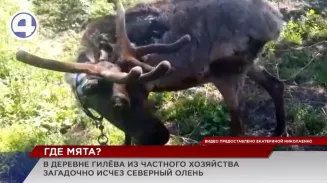 Таинственное исчезновение северного оленя расследуют в деревне Гилёва Таинственное исчезновение северного оленя расследуют в деревне Гилёва