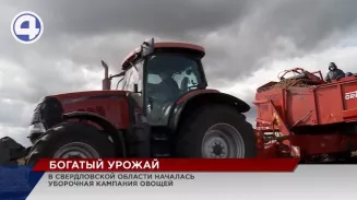 В Свердловской области стартовал сбор овощей В Свердловской области стартовал сбор овощей