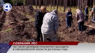 150 тысяч деревьев планируют высадить в Свердловской области до конца года 150 тысяч деревьев планируют высадить в Свердловской области до конца года