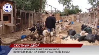 Соседи конфликтуют с мужчиной, который завёл на своём участке 80 собак Соседи конфликтуют с мужчиной, который завёл на своём участке 80 собак