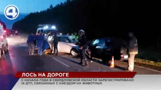 С начала года в Свердловской области зарегистрировано 14 ДТП с дикими животными С начала года в Свердловской области зарегистрировано 14 ДТП с дикими животными