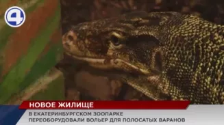 В Екатеринбургском зоопарке переоборудовали вольер для полосатых варанов В Екатеринбургском зоопарке переоборудовали вольер для полосатых варанов