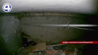 В Берёзовском спасли чёрного кота, который провалился под бетонную плиту