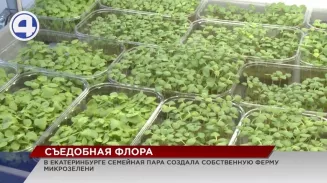 В Екатеринбурге фермеры выращивают съедобные цветы и ростки салата В Екатеринбурге фермеры выращивают съедобные цветы и ростки салата