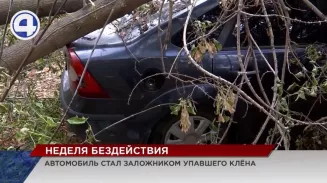 Жительница Екатеринбурга стала заложницей клёна Жительница Екатеринбурга стала заложницей клёна