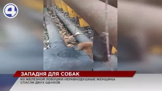 В Екатеринбурге из железной ловушки неравнодушные спасли от смерти двух щенков
