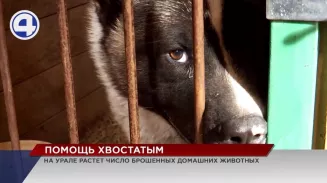 На Урале растет число брошенных домашних животных На Урале растет число брошенных домашних животных