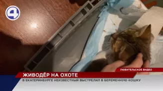 В Екатеринбурге на Эльмаше живодёр выстрелил в кошку В Екатеринбурге на Эльмаше живодёр выстрелил в кошку