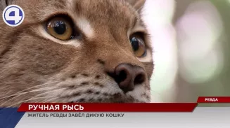 Житель Ревды приручил рысь Житель Ревды приручил рысь