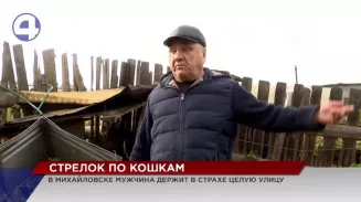 Жители Михайловска боятся за своих кошек Жители Михайловска боятся за своих кошек