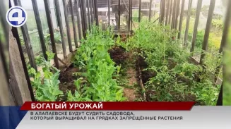 В Алапаевске будут судить наркосадовода В Алапаевске будут судить наркосадовода