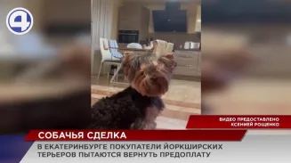 Без денег и без щенков остались покупательницы йоркширских терьеров в Екатеринбурге Без денег и без щенков остались покупательницы йоркширских терьеров в Екатеринбурге