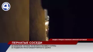 Предприимчивый жилец устроил курятник в подвале многоквартирного дома Предприимчивый жилец устроил курятник в подвале многоквартирного дома