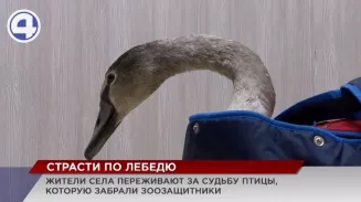 Жители села Абрамово переживают за судьбу краснокнижного лебедя, который не смог улететь на юг Жители села Абрамово переживают за судьбу краснокнижного лебедя, который не смог улететь на юг