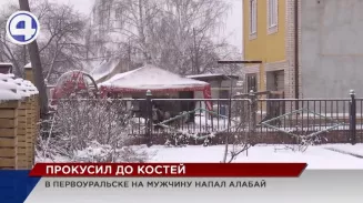 Пенсионер из Первоуральска оказался в больнице после встречи с соседским алабаем Пенсионер из Первоуральска оказался в больнице после встречи с соседским алабаем