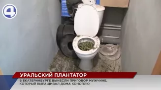 В Екатеринбурге наркобарон не смог смыть урожай в унитаз В Екатеринбурге наркобарон не смог смыть урожай в унитаз