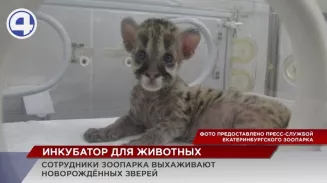 Накануне Дня матери в зоопарке рассказали, каких зверей выкармливают в инкубаторе Накануне Дня матери в зоопарке рассказали, каких зверей выкармливают в инкубаторе