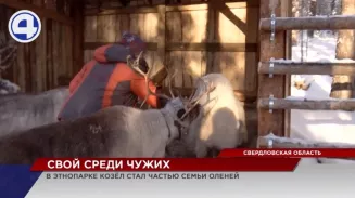 В уральском этнопарке живет козлик, который считает себя оленем В уральском этнопарке живет козлик, который считает себя оленем