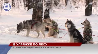В лесу под Среднеуральском можно встретить Деда Мороза, который ездит в упряжке с хаски В лесу под Среднеуральском можно встретить Деда Мороза, который ездит в упряжке с хаски
