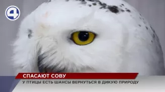 В уральской столице ветврачи спасают полярную сову В уральской столице ветврачи спасают полярную сову