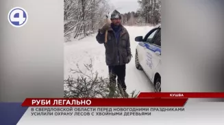 В Кушве полиция задержала лесоруба: он незаконно рубил ели у дома В Кушве полиция задержала лесоруба: он незаконно рубил ели у дома