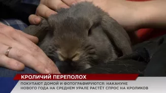 Символом наступающего 2023 года, согласно восточному календарю, станет чёрный водяной кролик Символом наступающего 2023 года, согласно восточному календарю, станет чёрный водяной кролик