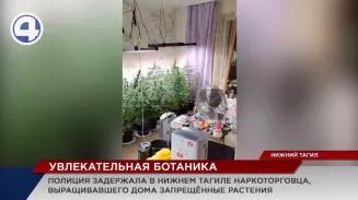 Полиция Нижнего Тагила задержала очередного ботаника, который вырастил в квартире целую плантацию наркорастений Полиция Нижнего Тагила задержала очередного ботаника, который вырастил в квартире целую плантацию наркорастений