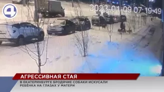 В Екатеринбурге стая бродячих собак напала на 5-летнюю девочку и её мать В Екатеринбурге стая бродячих собак напала на 5-летнюю девочку и её мать