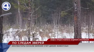 В парке «Бажовские места» пересчитывают диких животных В парке «Бажовские места» пересчитывают диких животных
