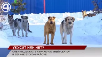 Свора бездомных собак держат в страхе целый квартал в Верх-Исетском районе Екатеринбурга Свора бездомных собак держат в страхе целый квартал в Верх-Исетском районе Екатеринбурга