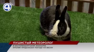 В екатеринбургском зоопарке ушастый метеоролог предсказал погоду по морковке В екатеринбургском зоопарке ушастый метеоролог предсказал погоду по морковке