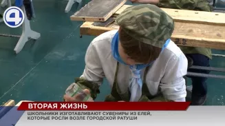 В Екатеринбурге школьники подарили вторую жизнь голубым елям, которые много лет росли возле мэрии В Екатеринбурге школьники подарили вторую жизнь голубым елям, которые много лет росли возле мэрии