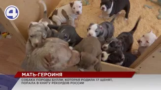 Многодетная собака из Екатеринбурга попала в книгу рекордов России Многодетная собака из Екатеринбурга попала в книгу рекордов России