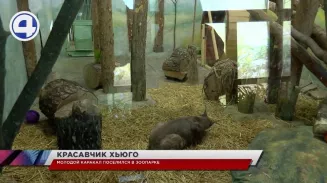 Каракал по кличке Хьюго готов принимать гостей в екатеринбургском зоопарке Каракал по кличке Хьюго готов принимать гостей в екатеринбургском зоопарке