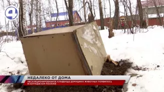 В коттеджном посёлке Малая Медведица устроили несанкционированное захоронение домашних животных В коттеджном посёлке Малая Медведица устроили несанкционированное захоронение домашних животных