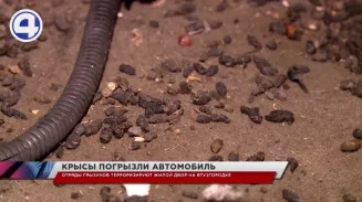 Отряды грызунов терроризируют жилой двор в самом центре Екатеринбурга Отряды грызунов терроризируют жилой двор в самом центре Екатеринбурга