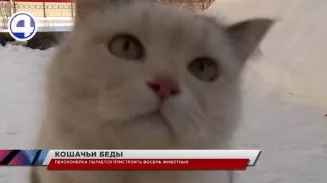 Большая любовь к кошкам обернулась большой бедой для жительницы Красноуральска Большая любовь к кошкам обернулась большой бедой для жительницы Красноуральска