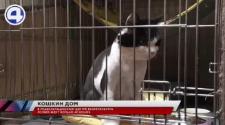 В России 1 марта отмечают день кошек В России 1 марта отмечают день кошек