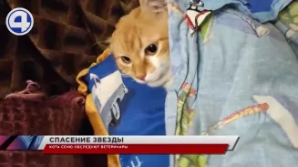 Спасённого кота Сеню из Режа, засветившегося в роликах YouTube, доставили в Екатеринбург Спасённого кота Сеню из Режа, засветившегося в роликах YouTube, доставили в Екатеринбург