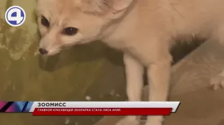 Зоомисс в Екатеринбургском зоопарке выбрали лису по кличке Ария Зоомисс в Екатеринбургском зоопарке выбрали лису по кличке Ария