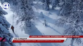 В заповеднике «Денежкин камень» учёные пересчитали лосей, зайцев, куниц и белок по следам на снегу В заповеднике «Денежкин камень» учёные пересчитали лосей, зайцев, куниц и белок по следам на снегу