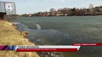 На реке Арамилка зафиксирован массовый мор рыбы На реке Арамилка зафиксирован массовый мор рыбы