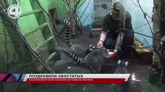 В Екатеринбургском зоопарке поздравляли с днём рожденья кошачьих лемуров – Кили По и Марти В Екатеринбургском зоопарке поздравляли с днём рожденья кошачьих лемуров – Кили По и Марти