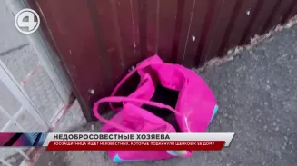 В Березовском неизвестные подкинули пакет с щенками к дому волонтёра В Березовском неизвестные подкинули пакет с щенками к дому волонтёра
