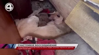 Волонтёр из Берёзовского нашла людей, которые накануне подкинули к её дому пакет с тремя щенками Волонтёр из Берёзовского нашла людей, которые накануне подкинули к её дому пакет с тремя щенками